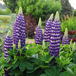 lupine-lupinus-west-country-blacksmithwalterblom