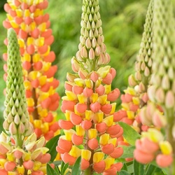 lupine-lupinus-west-country-gladiatorwalterblom
