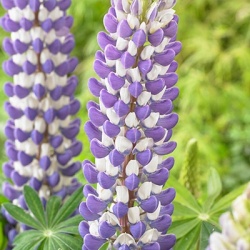 lupine-lupinus-west-country-king-canutewalterblom