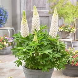 lupine-lupinus-west-country-polar-princesswalterblom