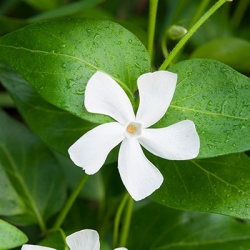 maagdenpalm-vinca-minor-alba