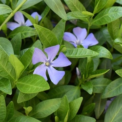 maagdenpalm-vinca-minor-bowles