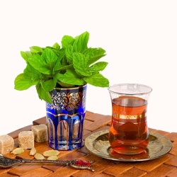marokkaanse-munt-mentha-spicata-maroccan