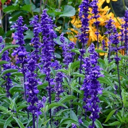 meelsalie-salvia-farinacea-farina-blues