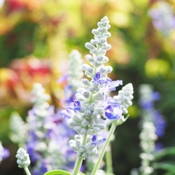 meelsalie-salvia-farinacea-farina-silver-blues