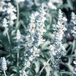 meelsalie-salvia-farinacea-farina-whites