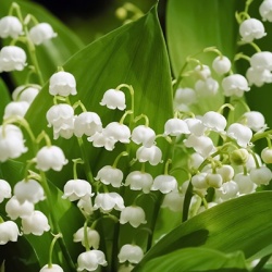 meiklokje-convallaria-majalis-hofheim