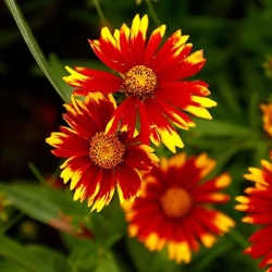 meisjesogen-coreopsis-little-bang-daybreak-vrpp27138