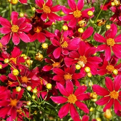 meisjesogen-coreopsis-red-satin