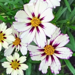 meisjesogen-coreopsis-star-cluster