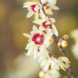 meloenboompje-chimonanthus-praecox