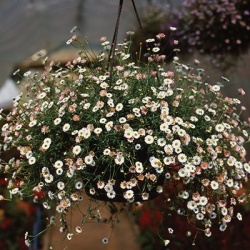 mexicaans_madeliefje_erigeron-karvinskianus-profusion