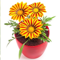 middaggoud-gazania-x-rigens-impressa-f1-yellow-flames