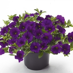 mini-hangpetunia_calibrachoa-parviflora-cabaret-dark-blue