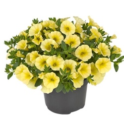 mini-hangpetunia_calibrachoa-parviflora-cabaret-lemon