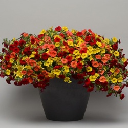 mini-hangpetunia_calibrachoa-parviflora-cabaret-mixmasters-firework