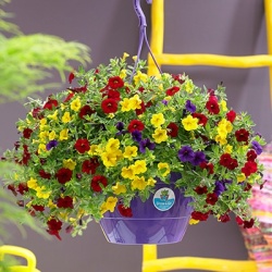 mini-hangpetunia_calibrachoa-parviflora-cabaret-mixmasters-tropicana