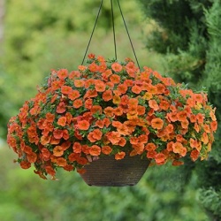 mini-hangpetunia_calibrachoa-parviflora-cabaret-orange