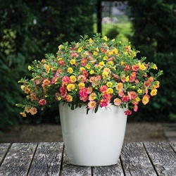 mini-hangpetunia_calibrachoa-parviflora-chameleon-double-pink-yellow