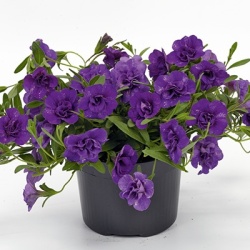 mini-hangpetunia_dubbel_calibrachoa-parviflora-can-can-rosies-blue