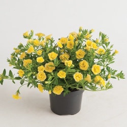 mini-hangpetunia_dubbel_calibrachoa-parviflora-can-can-rosies-dark-yellow