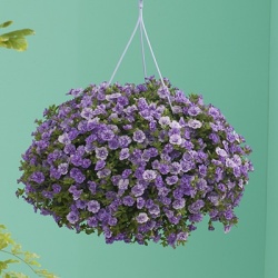 mini-hangpetunia_dubbel_calibrachoa-parviflora-can-can-rosies-sky-blue