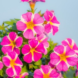 mini-petunia-calibrachoa-cultivars-calita-compact-pink-stars