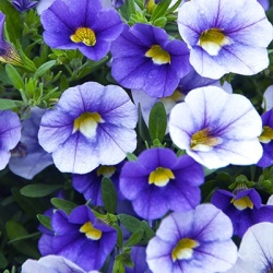 mini-petunia-calibrachoa-cultivars-calita-compact-sky-blues