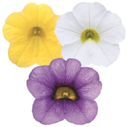 mini-petunia-calibrachoa-cultivars-calita-compact-trio-gold-dark-blue-whitevolmary