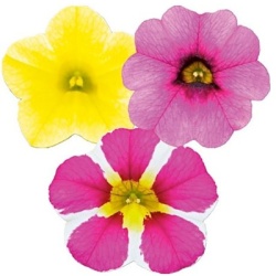 mini-petunia-calibrachoa-cultivars-calita-compact-trio-gold-pink-star-rosevolmary