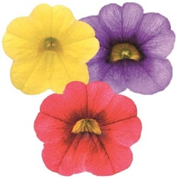 mini-petunia-calibrachoa-cultivars-calita-compact-trio-gold-scarlet-red-eye-dark-bluevolmary