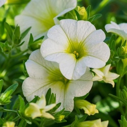 mini-petunia-calibrachoa-cultivars-calita-compact-whites