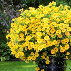 mini-petunia-calibrachoa-cultivars-calita-deep-yellows