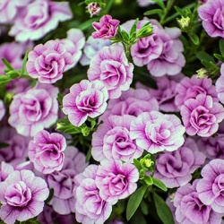 mini-petunia-calibrachoa-cultivars-calita-double-pinks