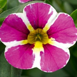 mini-petunia-calibrachoa-cultivars-calita-special-pink-starvolmary