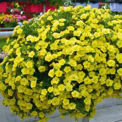 mini-petunia_calibrachoa-cultivars-calita-double-sun