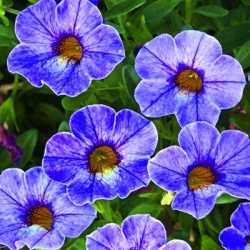 mini-petunia_calibrachoa-cultivars-calita-special-sky-blue
