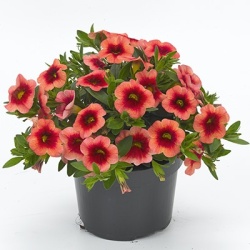 mini-petunia_calibrachoa-parviflora-conga-orange-kiss