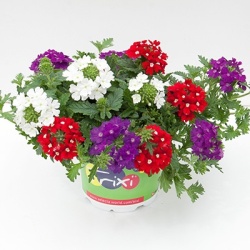 mix-3-in-1-trixi_belle-epoque