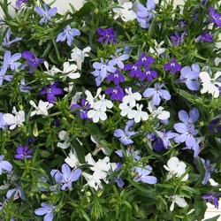 mix-3-in-1-trixi_blue-fashion