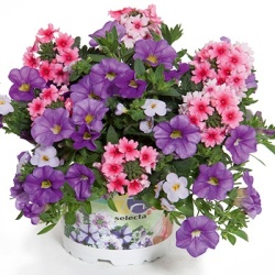 mix-3-in-1-trixi_blueberry-parfait