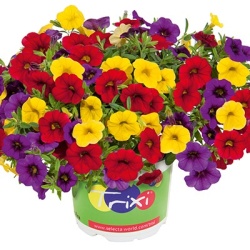 mix-3-in-1-trixi_bolero