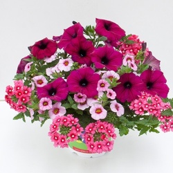 mix-3-in-1-trixi_cherry-kiss