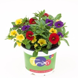 mix-3-in-1-trixi_early-bolero