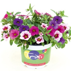 mix-3-in-1-trixi_early-pastel