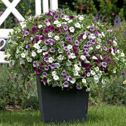 mix-3-in-1-trixi_early-shades-of-blue