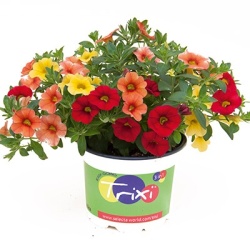 mix-3-in-1-trixi_early_sunset