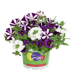 mix-3-in-1-trixi_passion