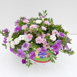 mix-3-in-1-trixi_pink-petticoat