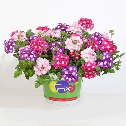 mix-3-in-1-trixi_rhythm